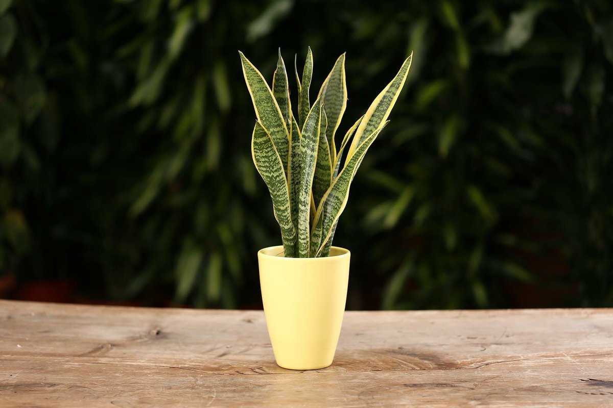 muntstuk in de pot van een sansevieria