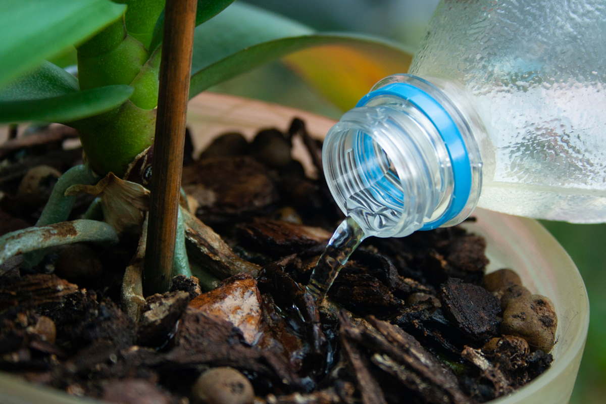 wortels van orchideeën houden er niet van om constant vochtig te blijven