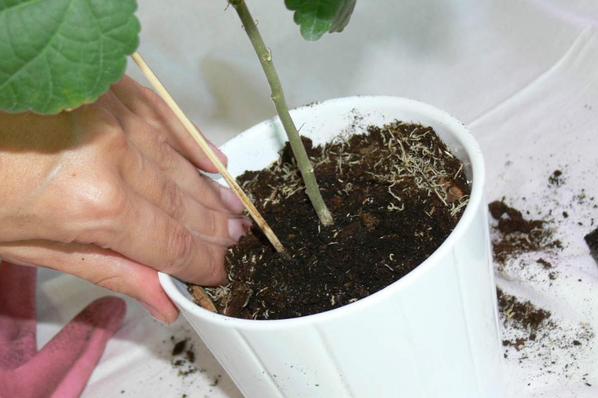 stampt de aarde in de pot aan
