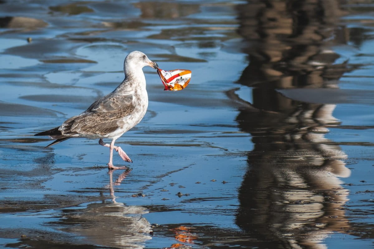 Meeuwen verspreiden afval in de natuur