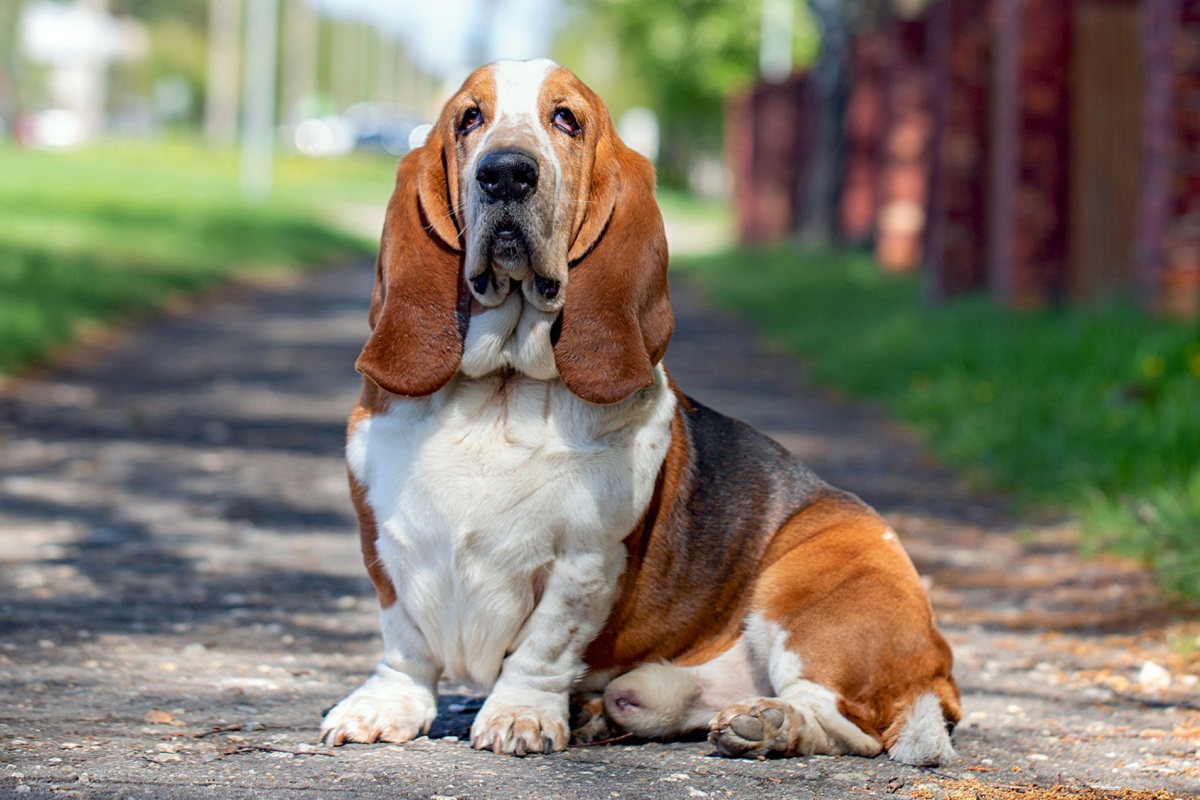 Rustige hond Basset Hound