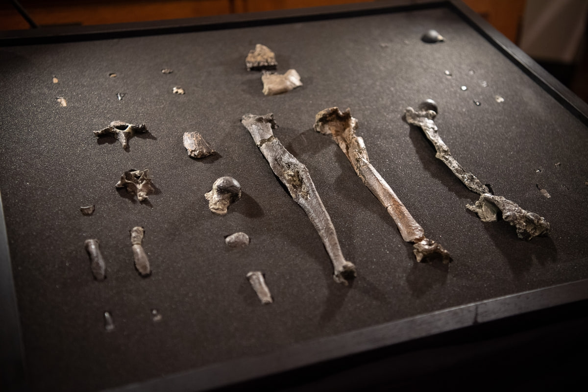 interpreteren van fossielen moeilijk