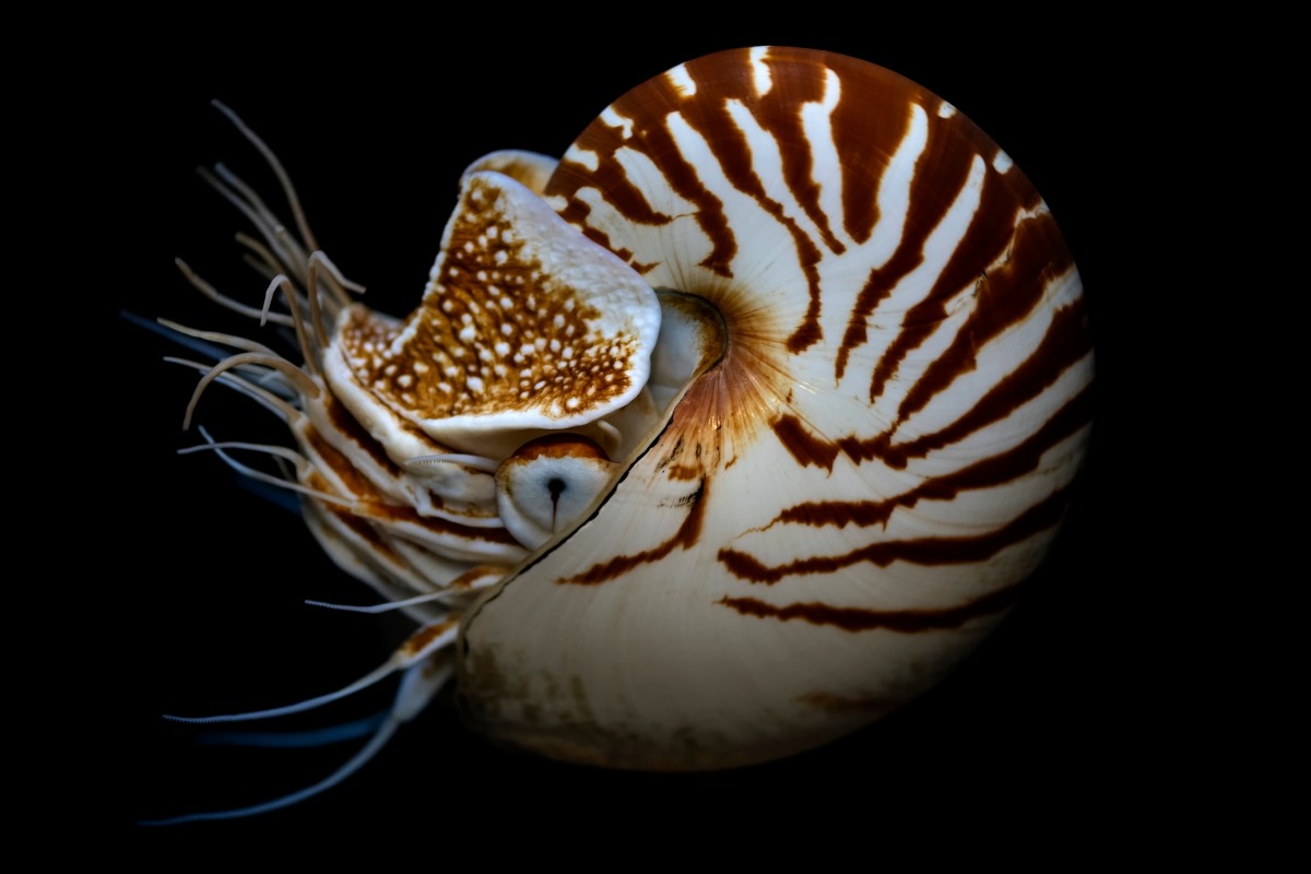 een nieuwe soort zeemollusk, Pectinodonta nautilus, geïdentificeerd in de diepten van de Stille Oceaan