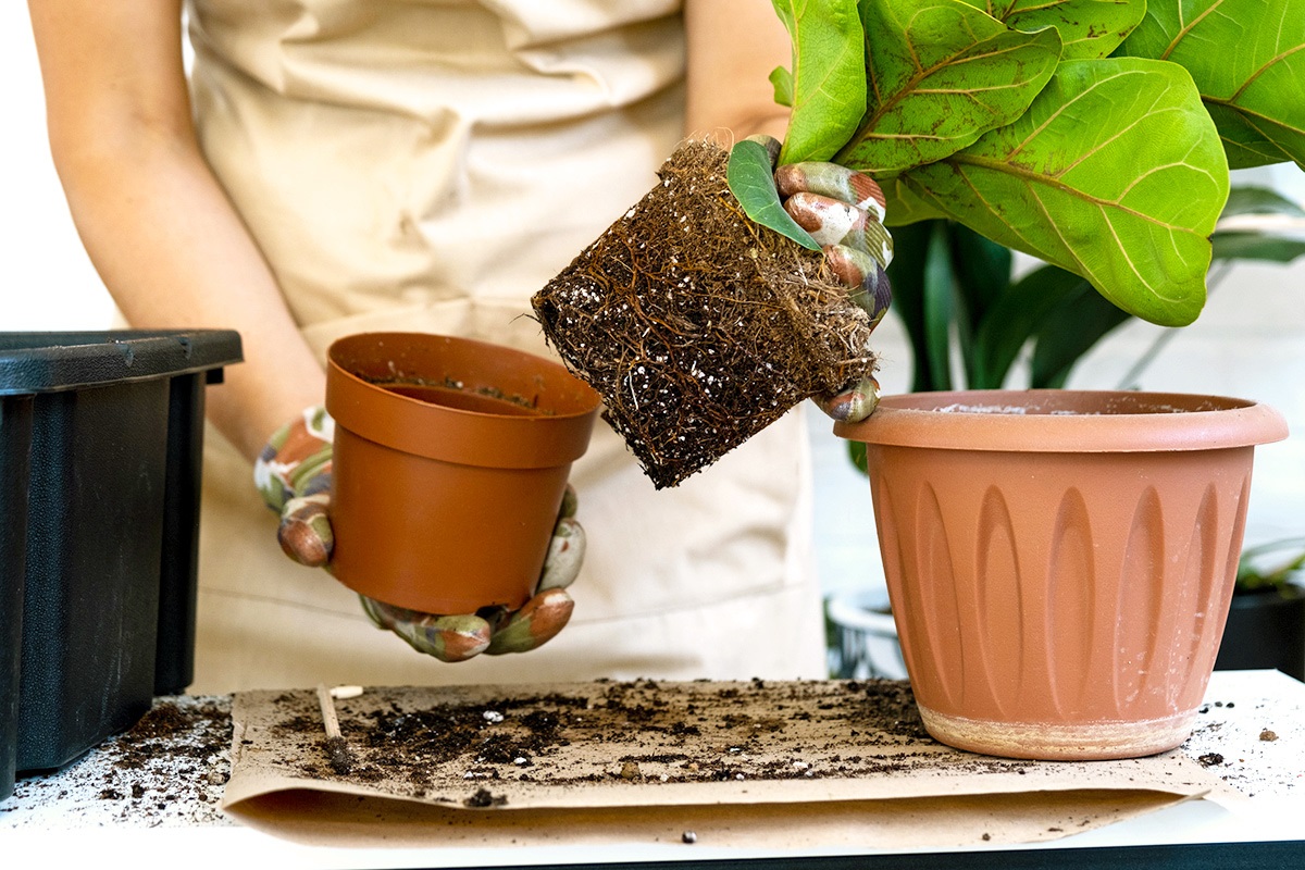 took the plants out of the pot