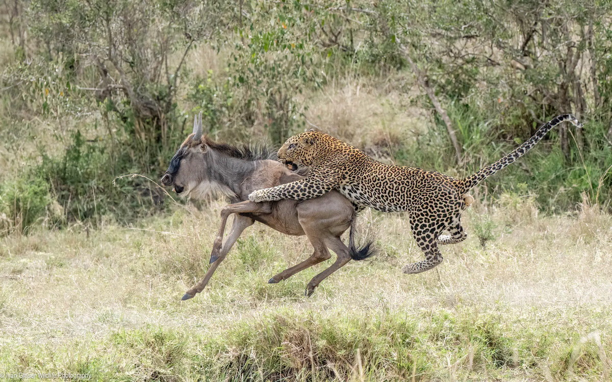 deze leeuw jaagt als een luipaard