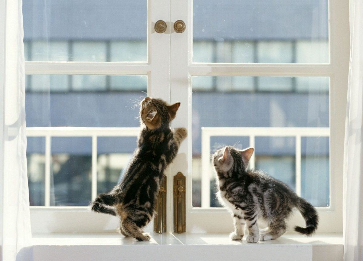 Honden en katten zijn uitstekende metgezellen