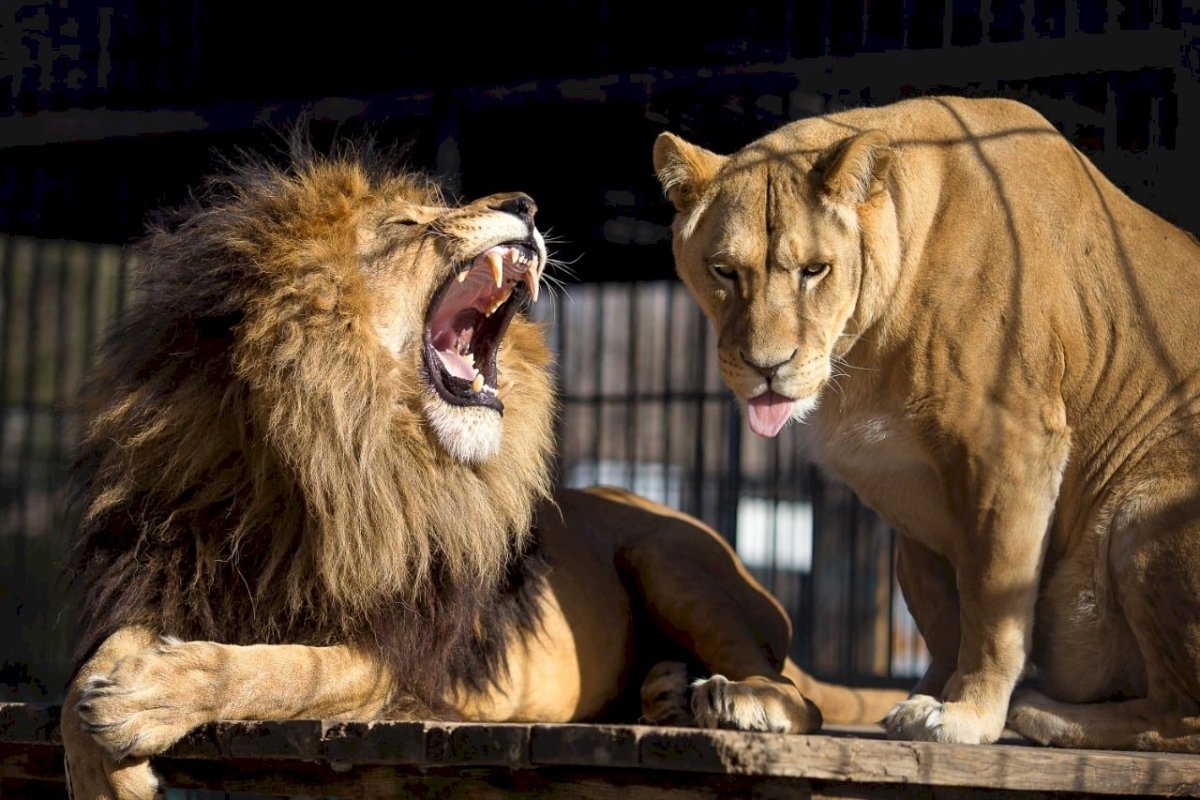 blijft het houden van leeuwen legaal, mits geregistreerd