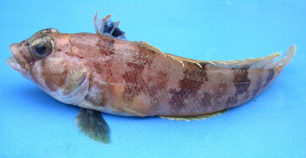 Lindbergichthys nudifrons