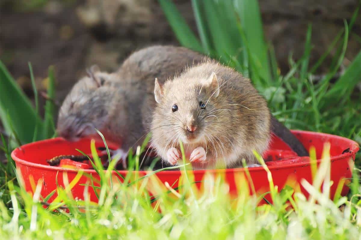 ratten in de tuin