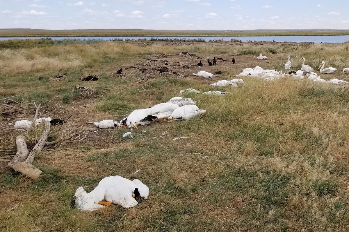 vogels zijn besmet met vogelgriep