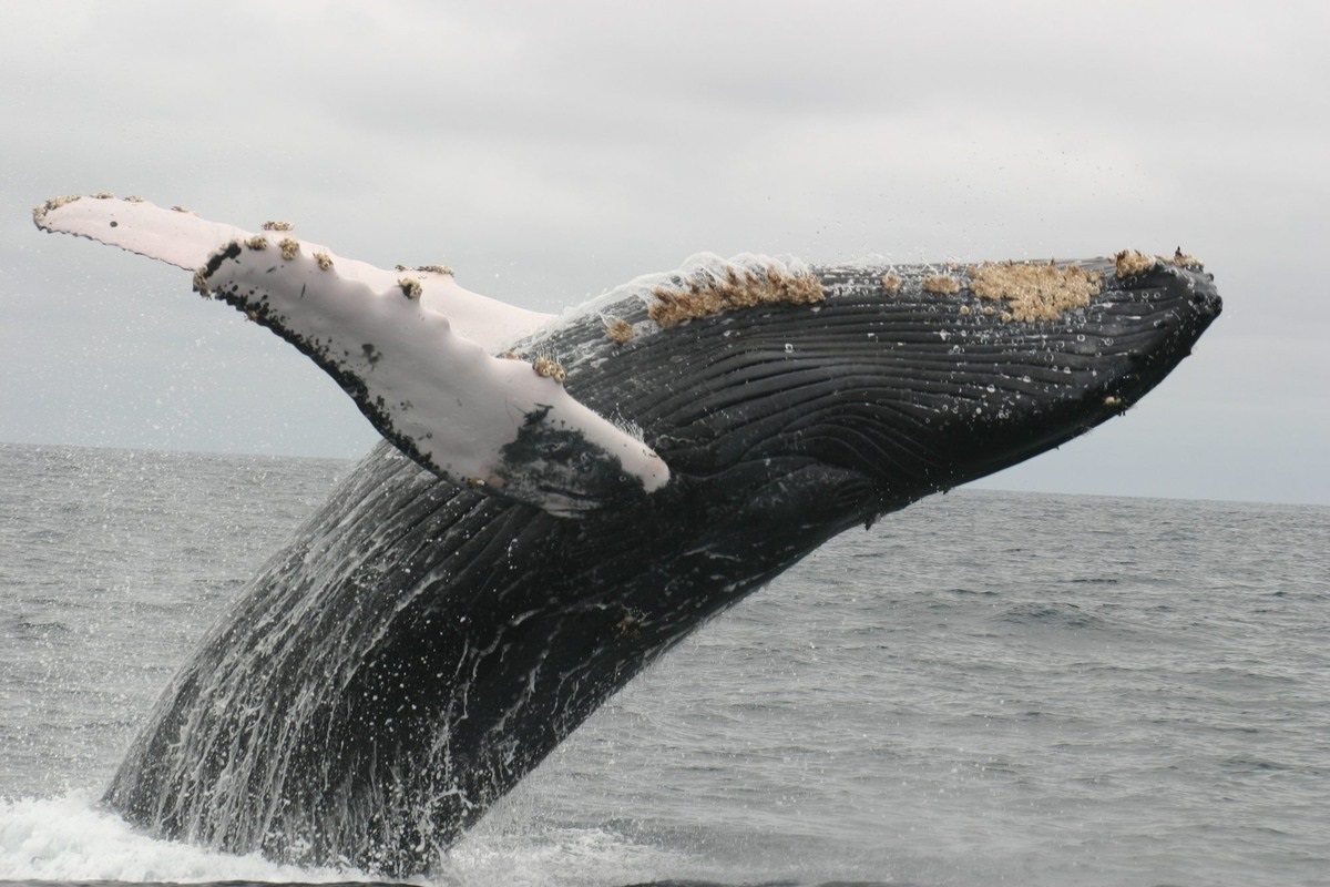 parasieten op een walvis