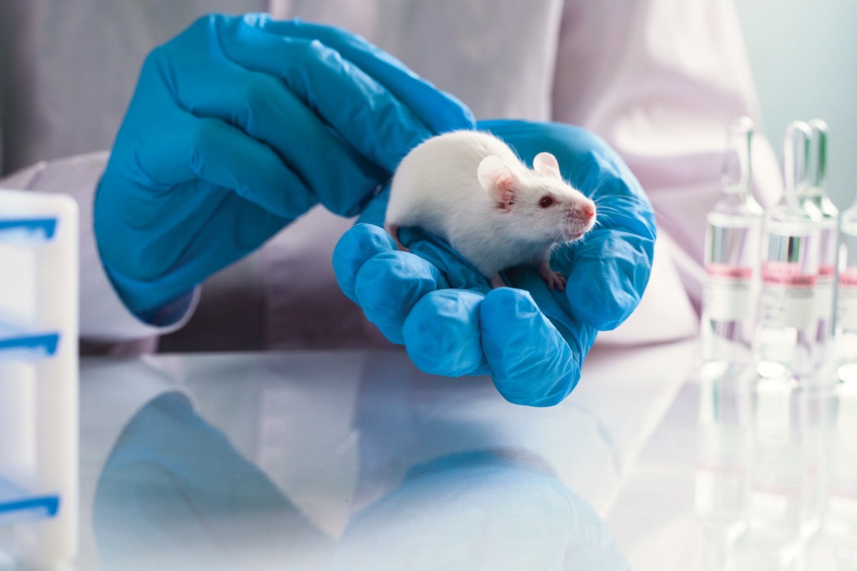 experimenten met medicijnen voor een lang leven werden uitgevoerd op muizen