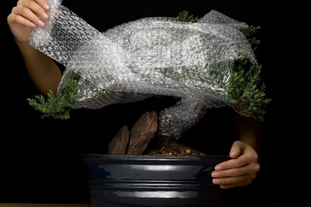 wikkelt de plant in noppenfolie