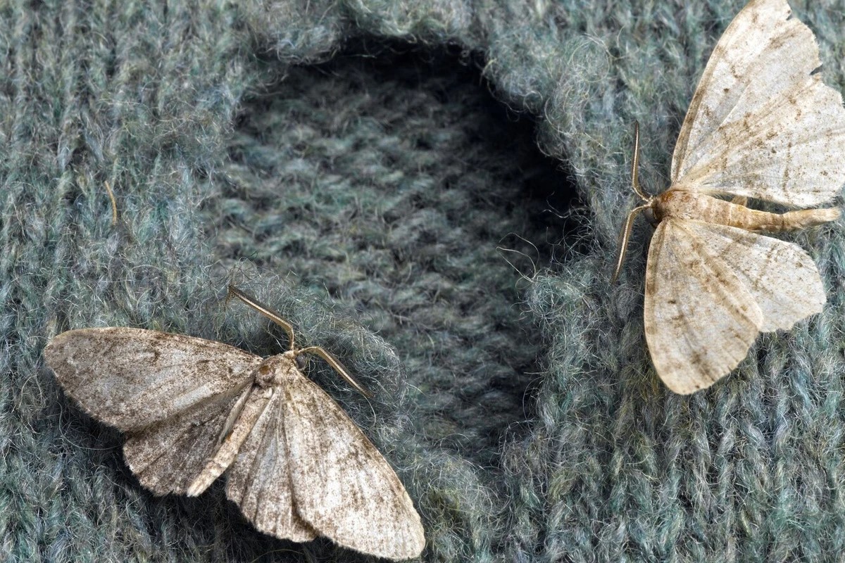 moths ate spullen