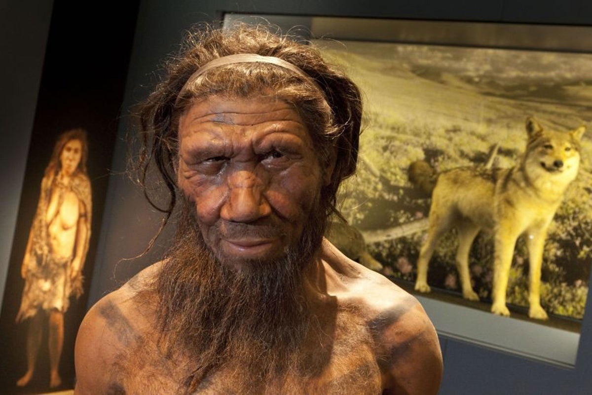 uitgestorven soort neanderthalers