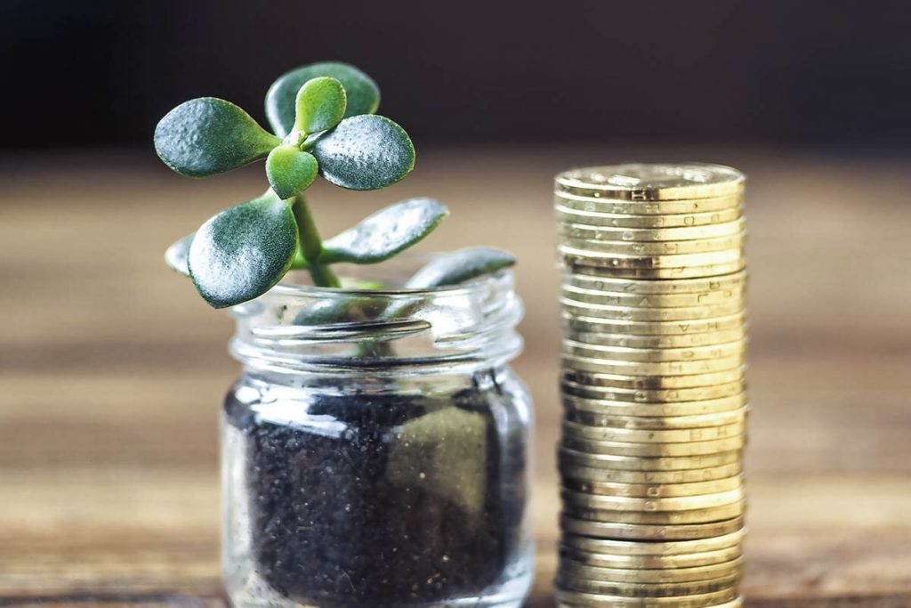 Plant in een klein potje