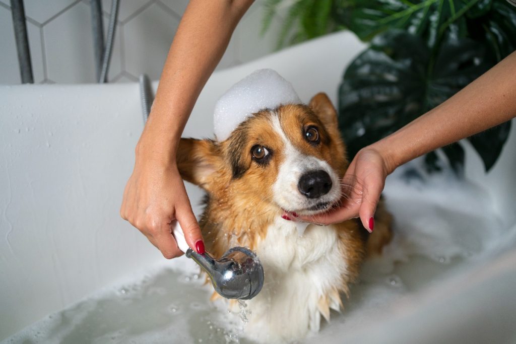 De hond wordt gewassen in bad