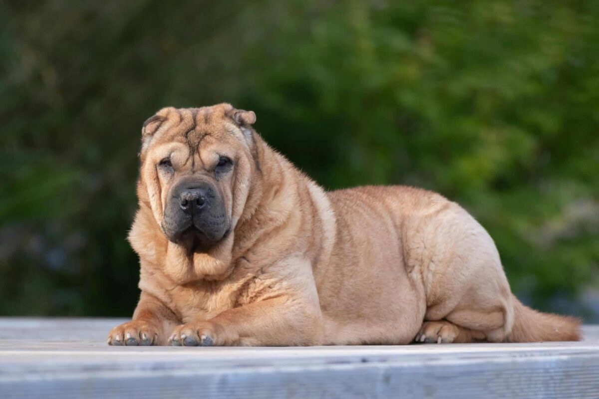 Rustige hond sharpei