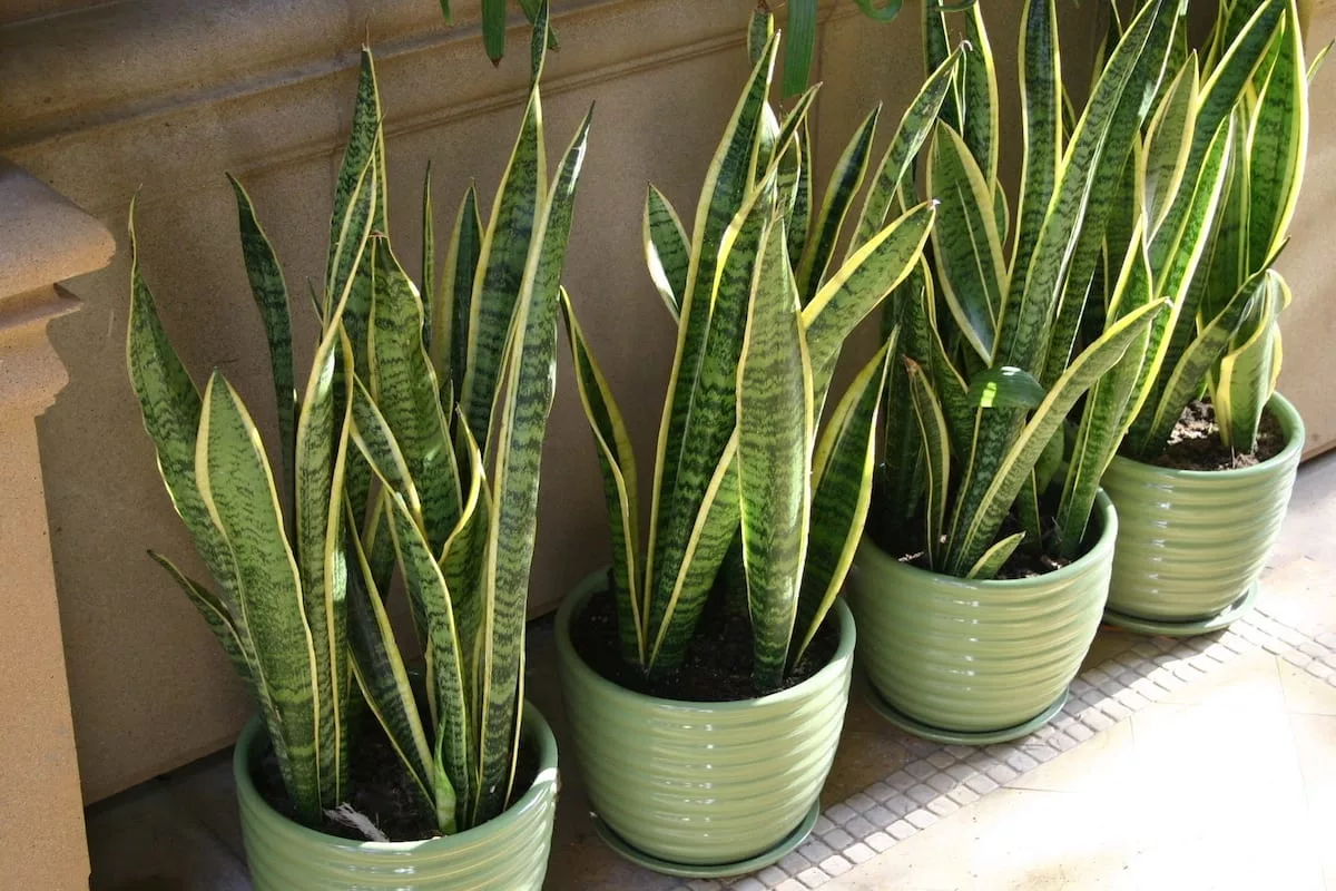 interieur wordt de sansevieria vaak bij de ingang geplaatst