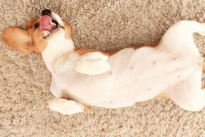 hond altijd zijn buik aan je laat zien