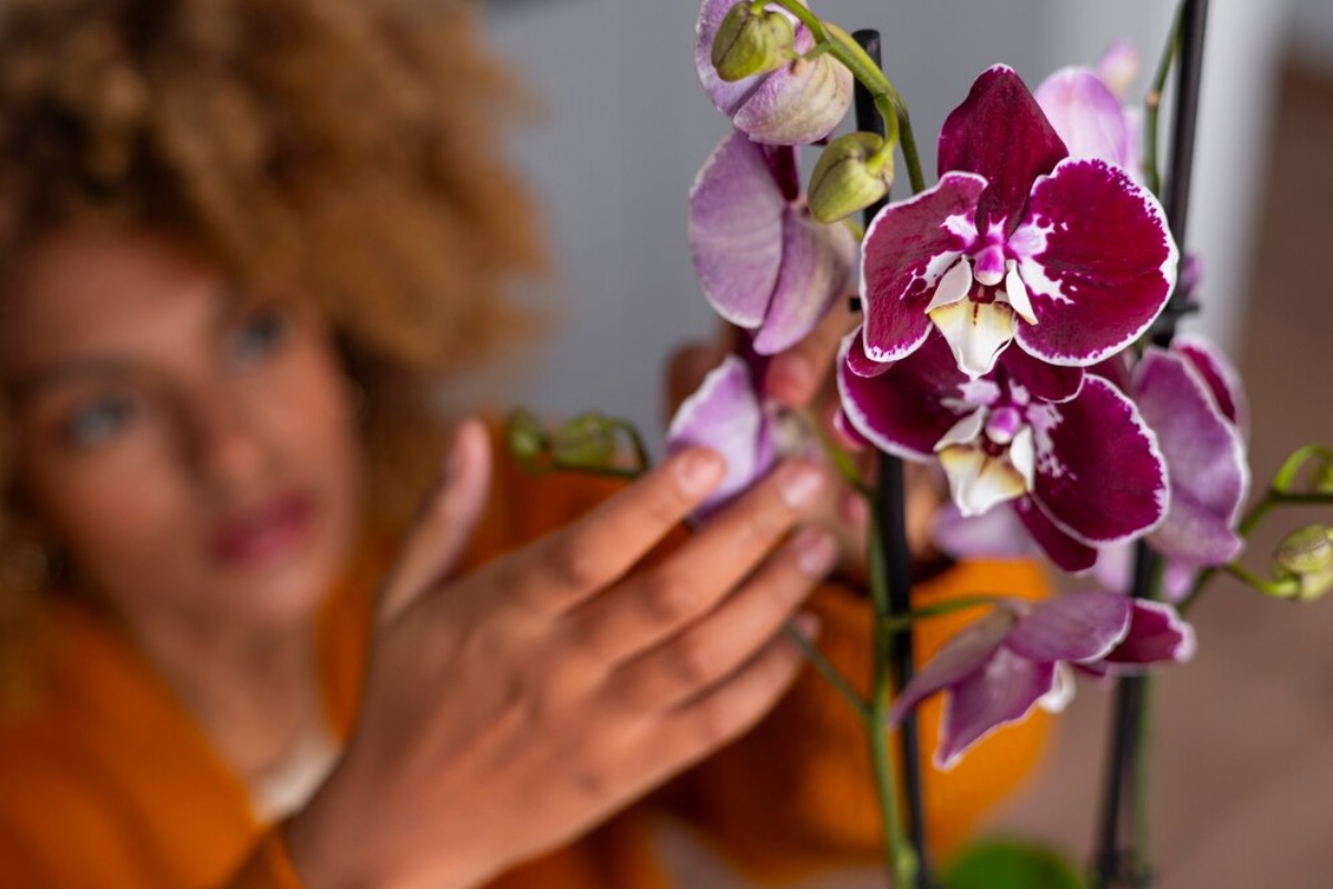 orchideeën weer laat bloeien zonder chemicaliën