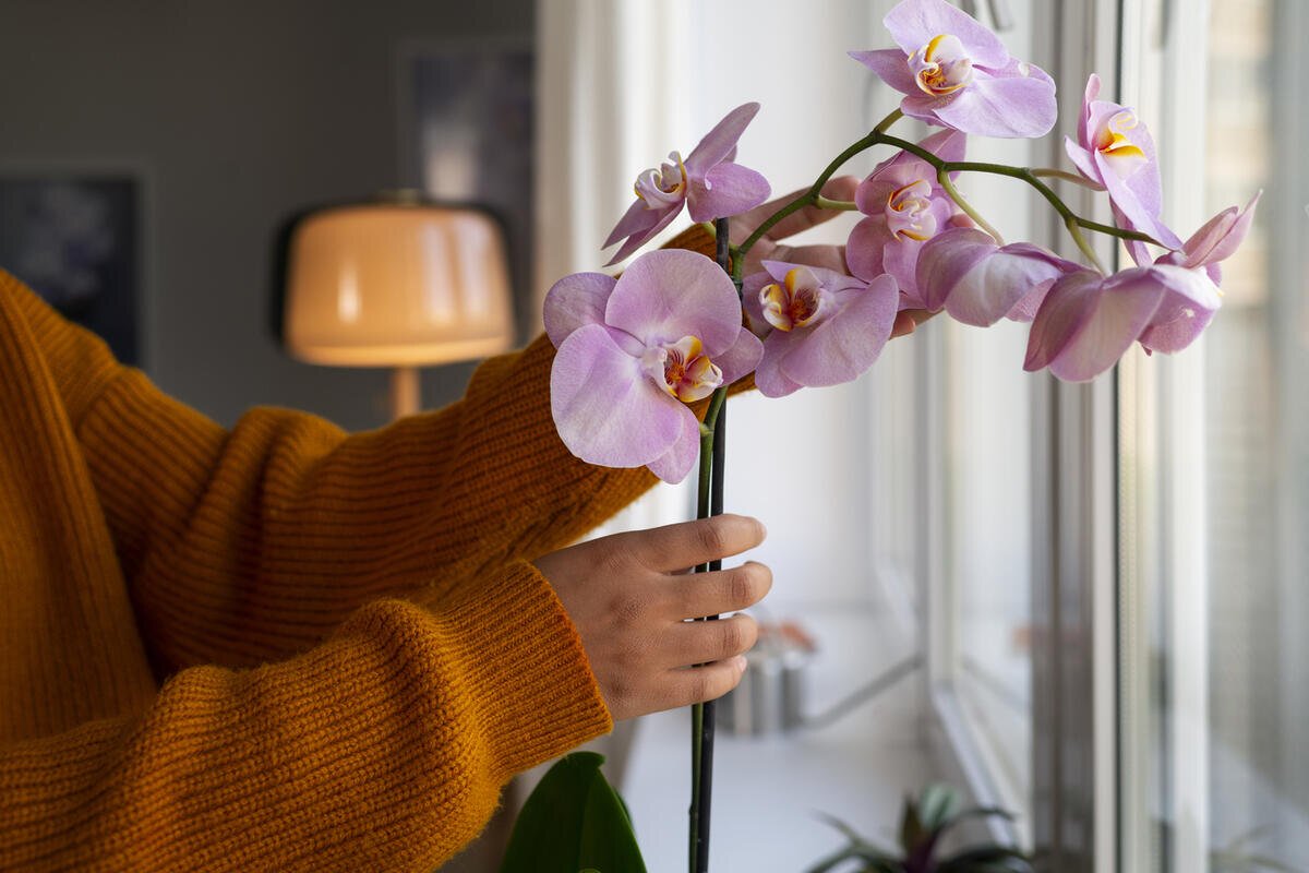 orchidee