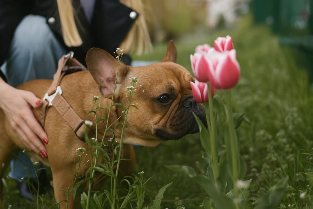 Honden interpreteren de wereld voornamelijk via hun reukzin