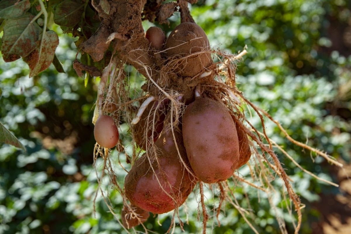 moderne aardappelen afkomstig is van twee voorouderlijke soorten