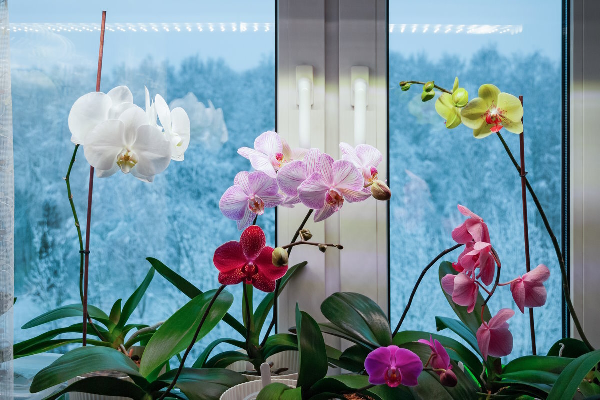 orchideeën een tweede leven verdienen voor de winter