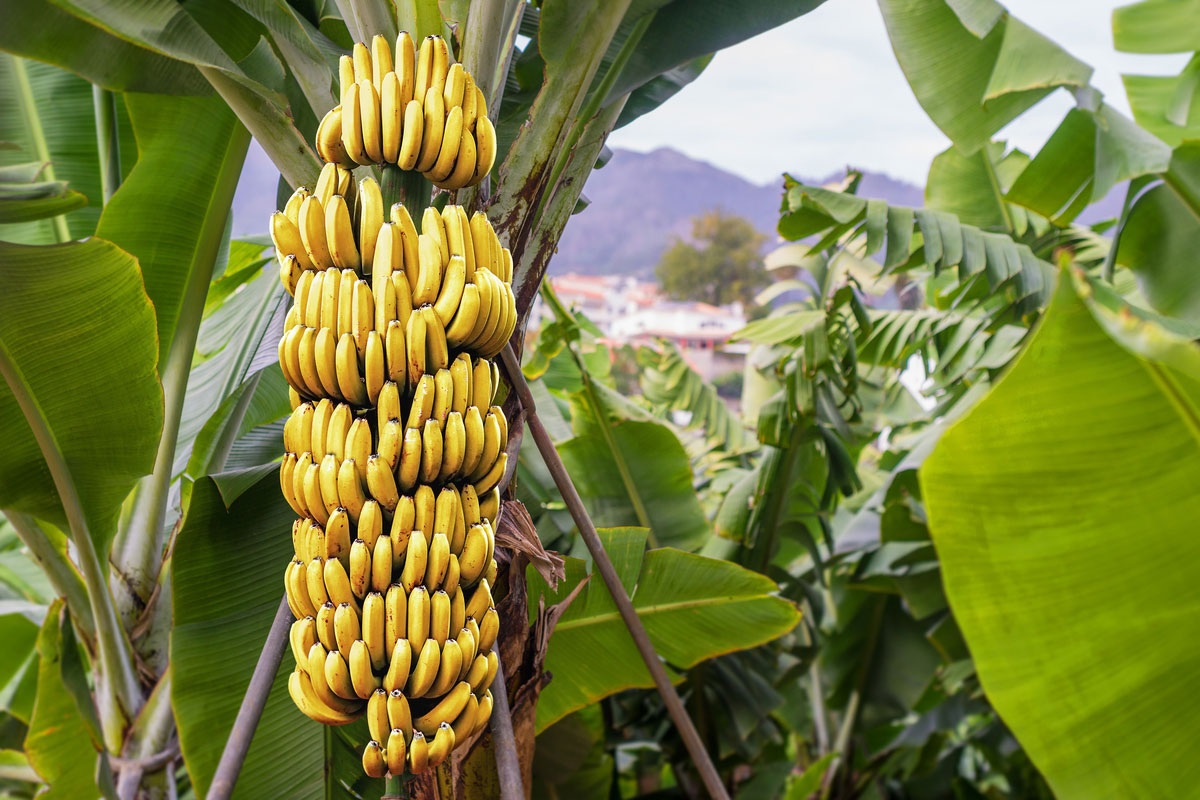 De bananenboom trekt horzels aan